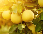 Beitrag: Stoßdämpfung nach dem Vorbild der Pomelo-Frucht