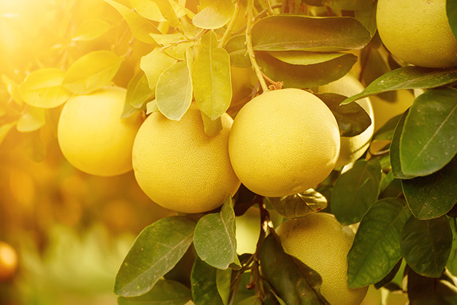 Beitrag: Stoßdämpfung nach dem Vorbild der Pomelo-Frucht